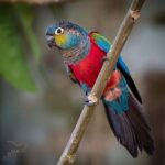 Crimson Bellied Conure