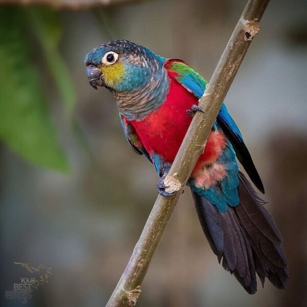 Crimson Bellied Conure