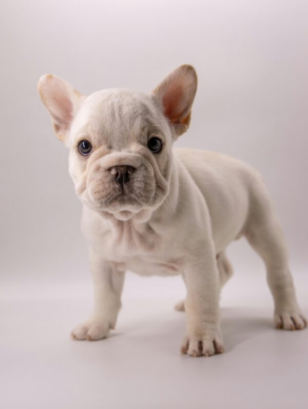 French Bulldog