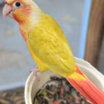 Sun cheek Conure