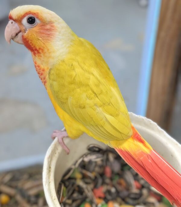 Sun cheek Conure