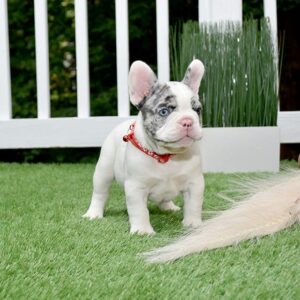 French Bulldog (Exotic Color)