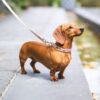 Dachshund dog