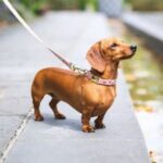 Dachshund dog