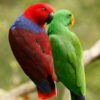 Eclectus Parrot