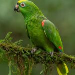 Yellow Crowned Amazon Parrot