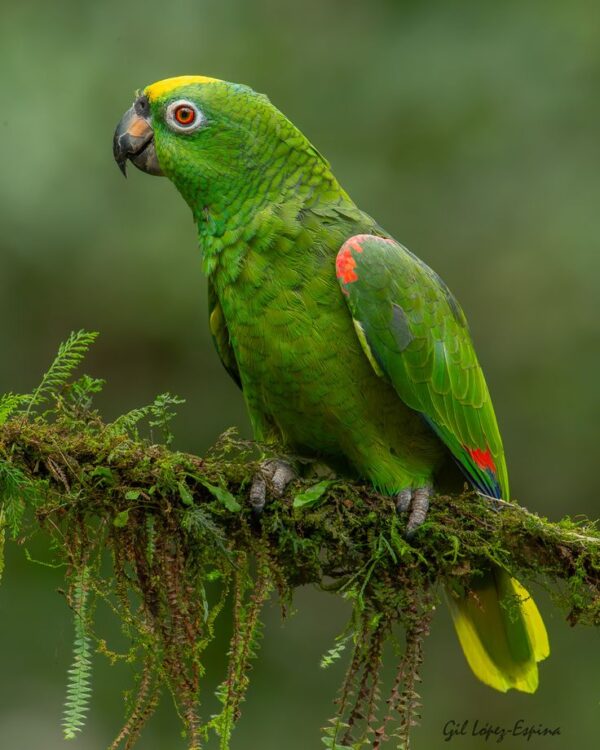 Yellow Crowned Amazon Parrot