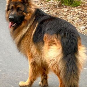 German Shepherd Long Coat