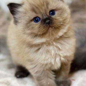 Himalayan Cat