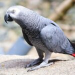 African Grey Parrot
