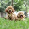 Toy Poodle