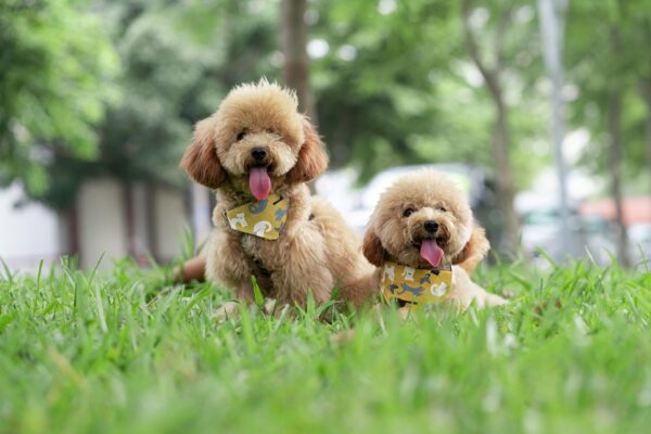 Toy Poodle