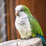 Green Monk Parrot