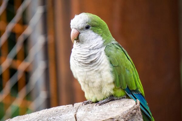 Green Monk Parrot