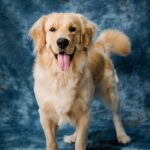 Golden Retriever Dog