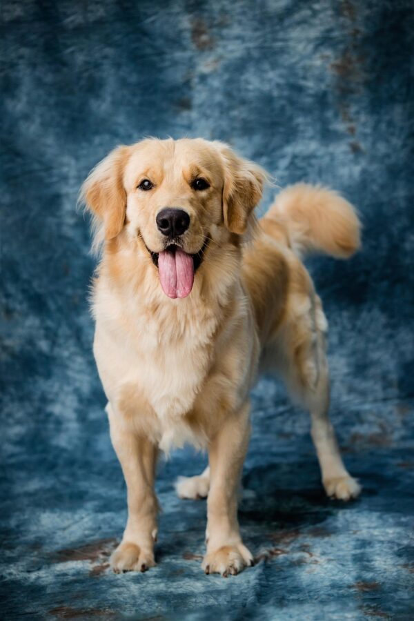 Golden Retriever Dog