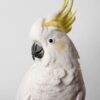 Sulphur-Crested Cockatoo