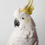 Sulphur-Crested Cockatoo