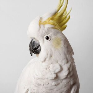 Sulphur-Crested Cockatoo