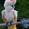 Moluccan Cockatoo