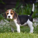 Beagle Dog