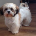 Shih Tzu