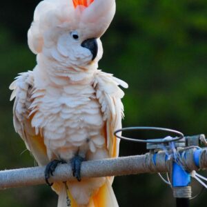 Moluccan Cockatoo