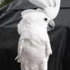 Umbrella Cockatoo