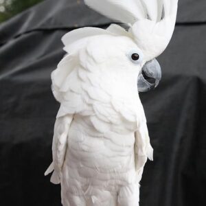 Umbrella Cockatoo