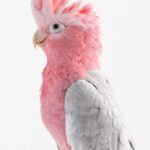 Galah Cockatoo