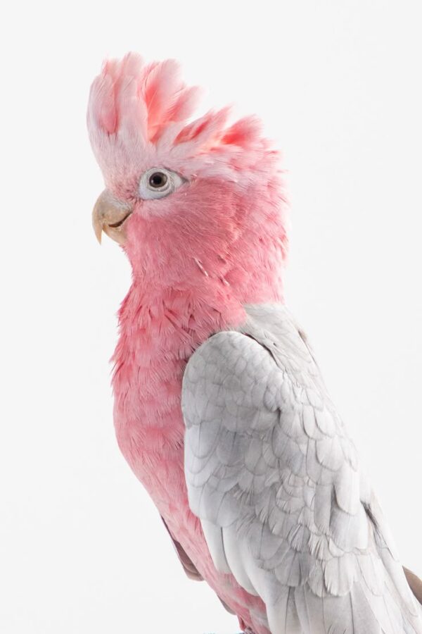 Galah Cockatoo