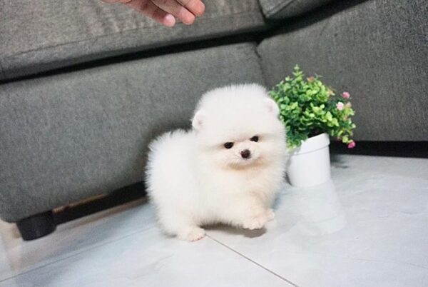Teacup Pomeranian