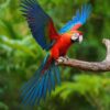 Scarlet Macaw Parrot