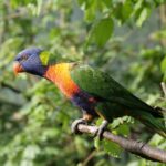 Rainbow Lorikeet