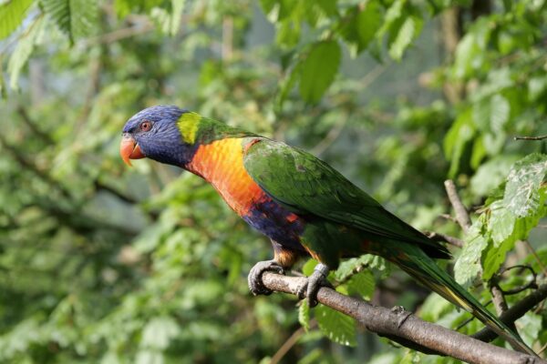 Rainbow Lorikeet