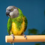Senegal Parrot