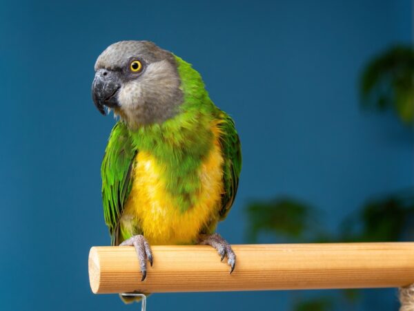 Senegal Parrot
